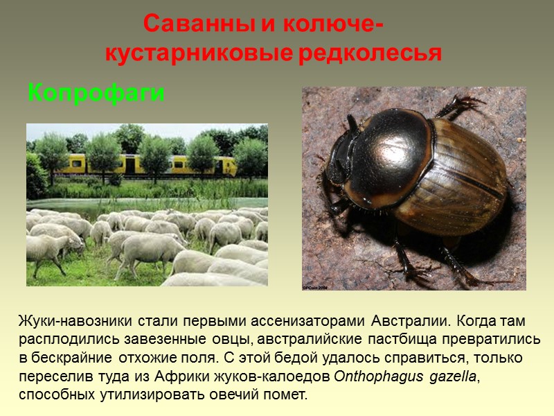 Саванны и колюче-кустарниковые редколесья Копрофаги Жуки-навозники стали первыми ассенизаторами Австралии. Когда там расплодились завезенные